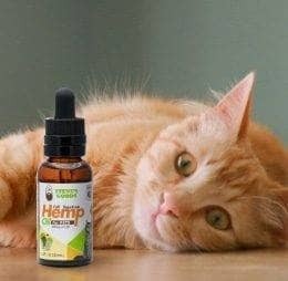 cat-with-pet-oil.jpg