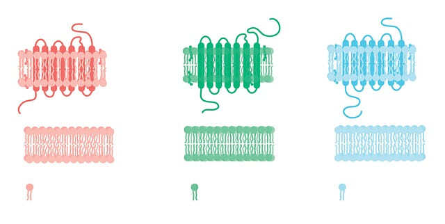 cell-structure.jpg