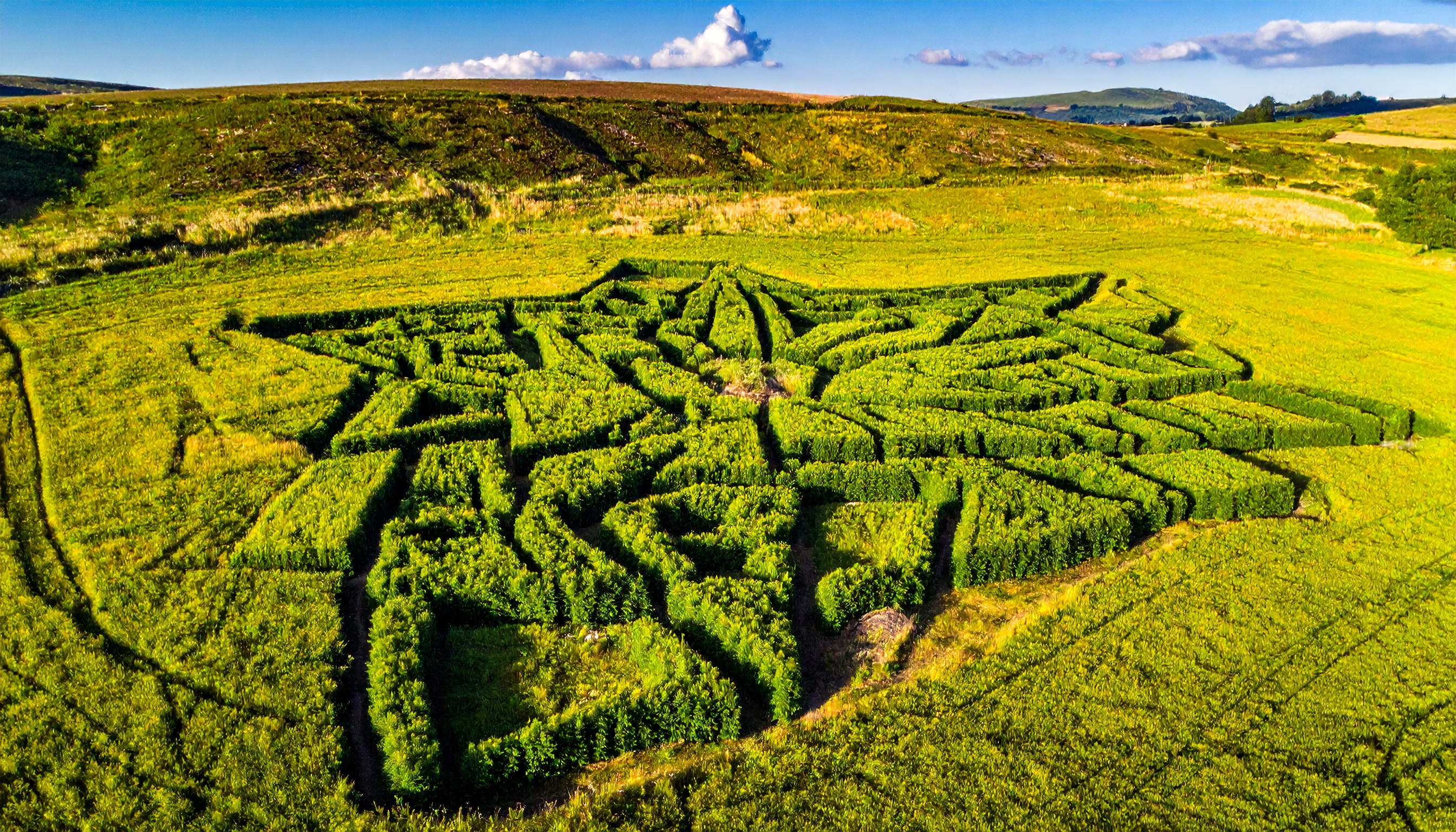 aerial view of hemp field creating natural geometric pattern abstract natural beauty - Steve's Goods CBD