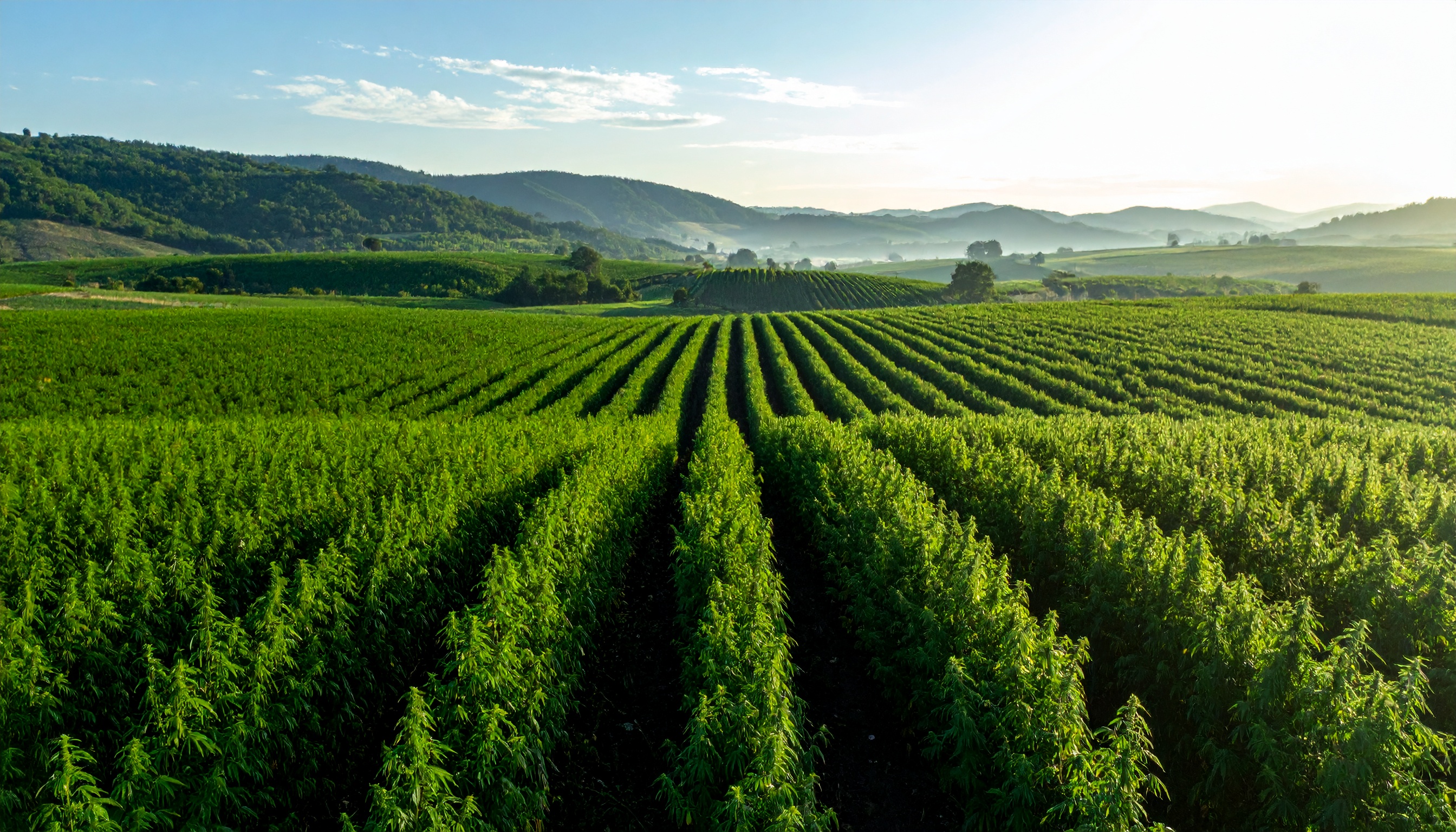 hemp field acting as carbon sink wide shot showing vast green cultivation environme - Steve's Goods CBD