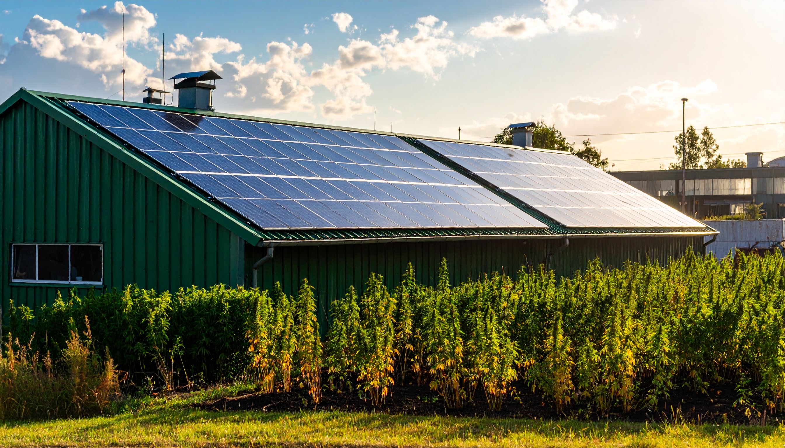 solar panels on a building roof with hemp growing in the garden below  green bus - Steve's Goods