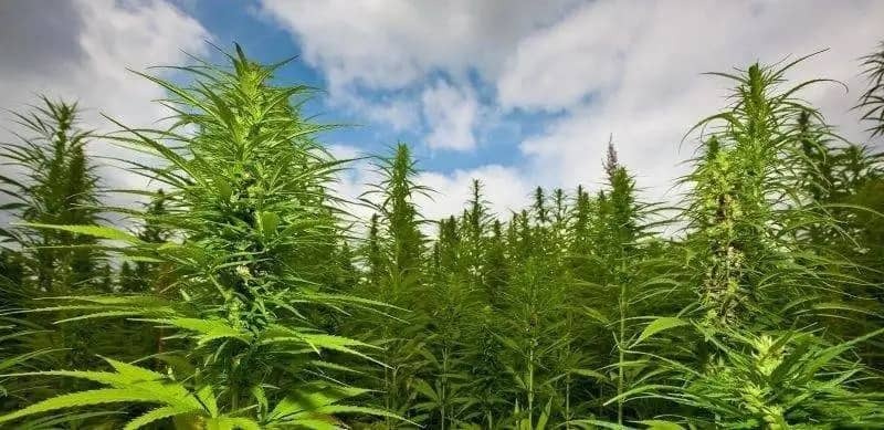 hemp-field-farm.jpg
