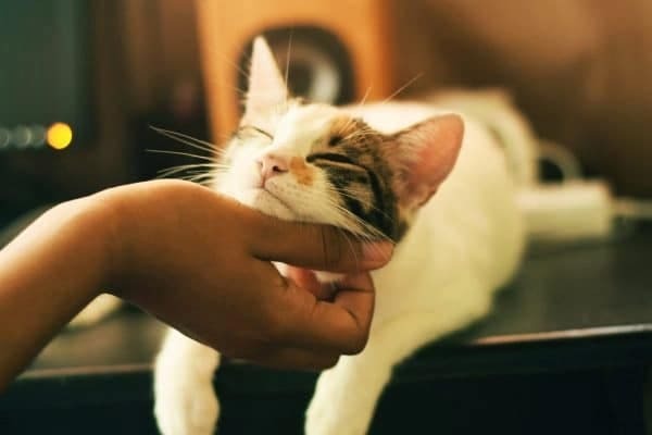 petting-a-cat.jpg