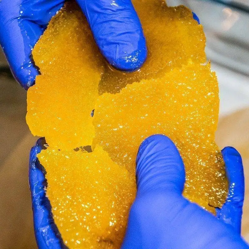bulk strawnana CBD wax being pulled apart by hands with blue gloves